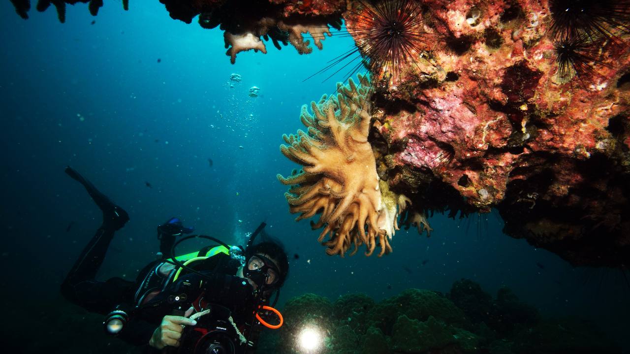 Drift Diving