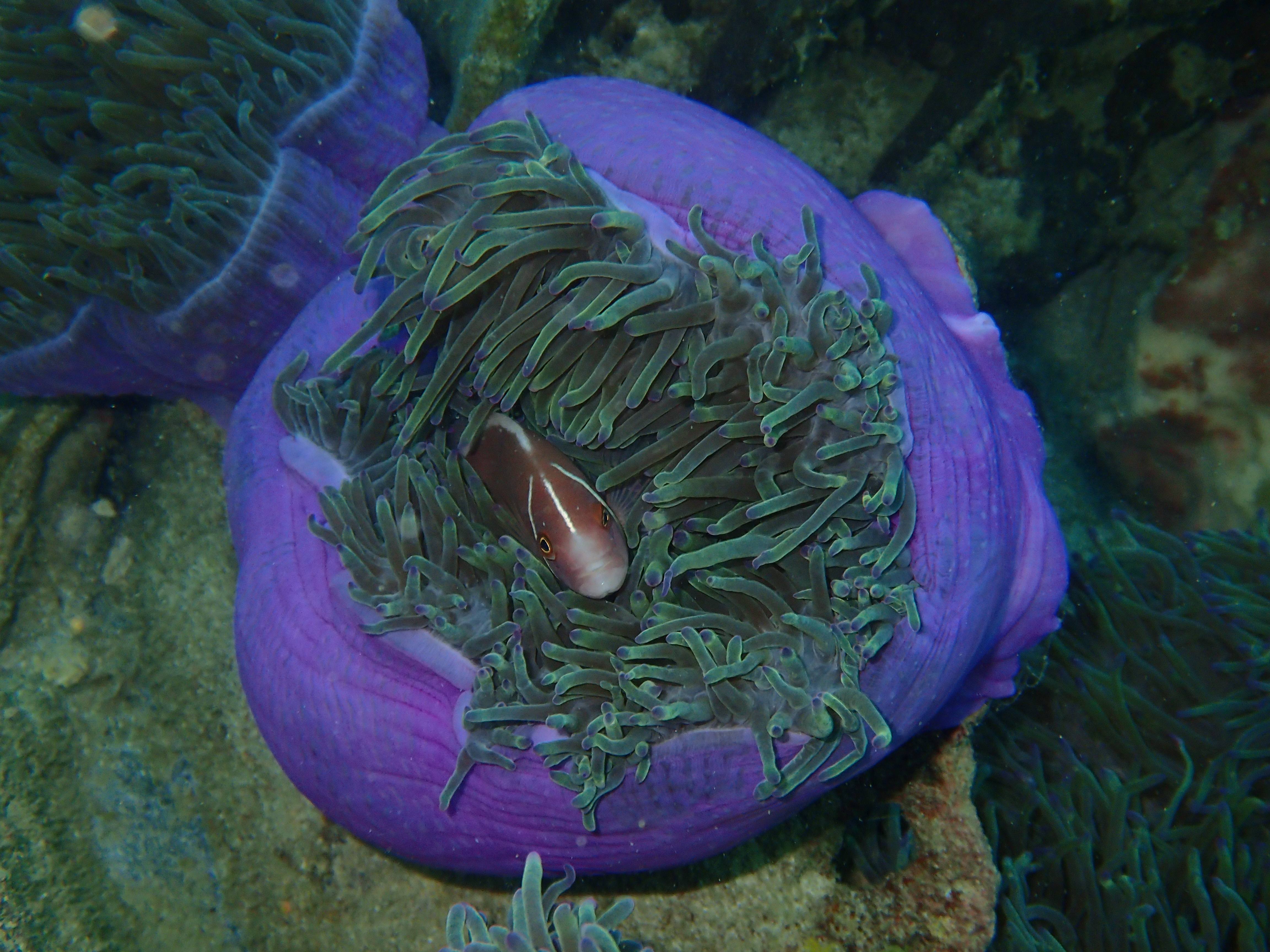 Night Diving